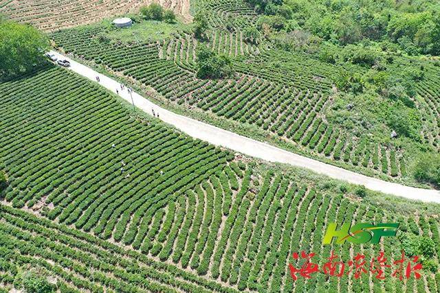 消雪岭华侨农场新项目，农业现代化与生态旅游融合发展的典范实践