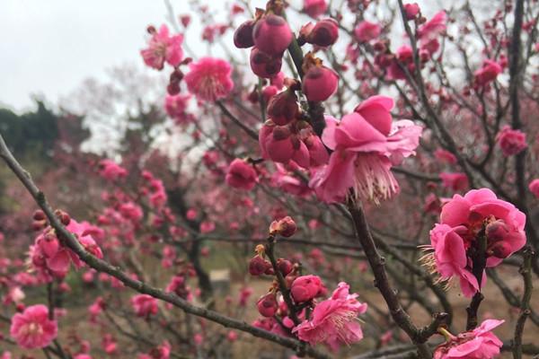 扬子街道天气预报更新通知